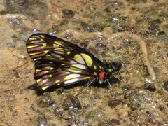 Catasticta ctemene
