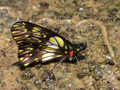 Catasticta ctemene