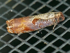 Episimus tyrius