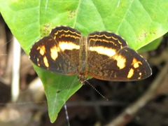 Telenassa berenice