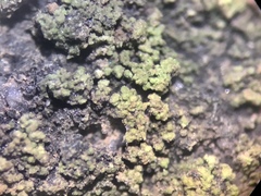 Micareopsis irriguata