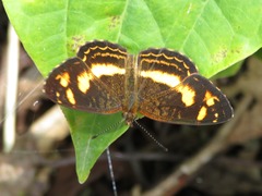 Telenassa berenice