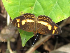 Telenassa berenice