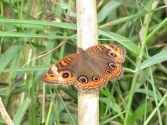 Junonia genoveva