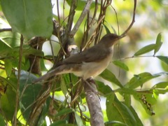 Turdus ignobilis debilis