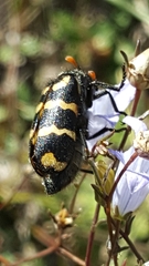 Hycleus pilosus