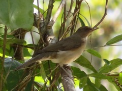 Turdus ignobilis debilis