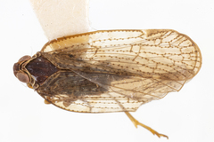Cixius dislogicus
