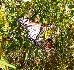 Danaus gilippus candidus