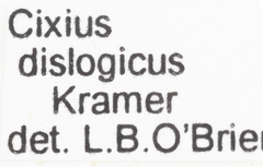 Cixius dislogicus