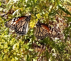Danaus gilippus candidus