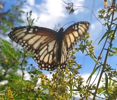 Danaus gilippus candidus