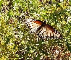 Danaus gilippus candidus