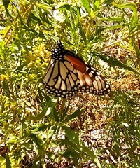 Danaus gilippus candidus