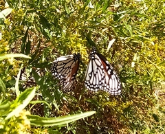 Danaus gilippus candidus