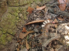 Orgyia detrita