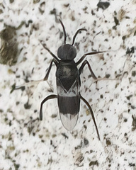 Homalotylus
