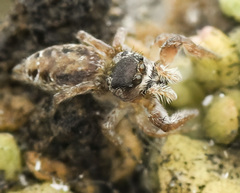 Metaphidippus diplacis