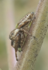 Metaphidippus diplacis