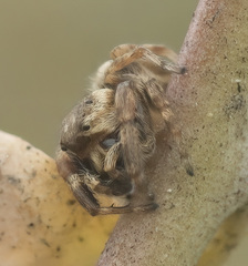 Metaphidippus diplacis