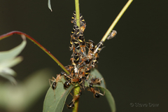 Eurymeloides bicincta