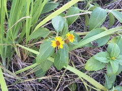 Wollastonia biflora