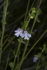 Prostanthera palustris