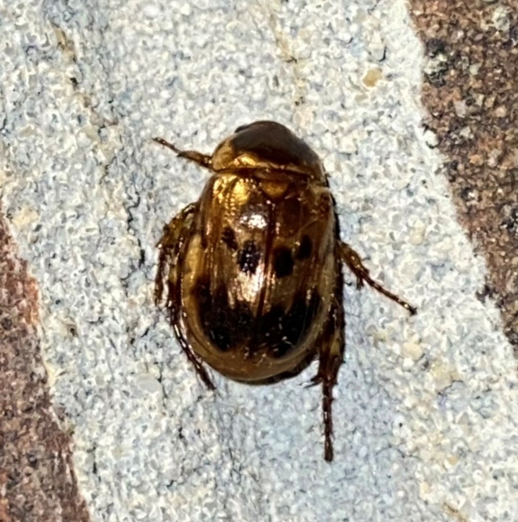 Anomala undulata from Along Ijams Branch, off of Co. Rd. 275