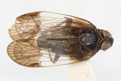 Melanoliarus dimidiatus