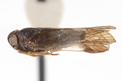 Melanoliarus dimidiatus