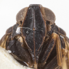 Melanoliarus dimidiatus