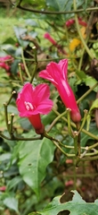 Ipomoea horsfalliae