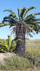 Encephalartos longifolius