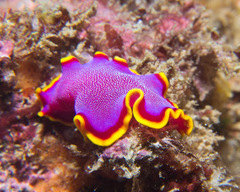 Pseudoceros ferrugineus