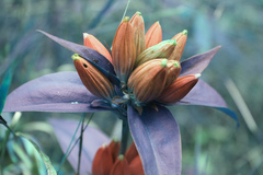 Gentiana andrewsii andrewsii