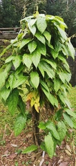 Aristolochia tongbiguanensis