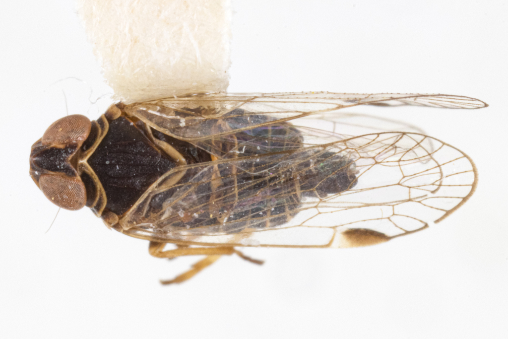 Melanoliarus maidis