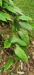 Aristolochia tongbiguanensis