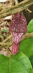 Aristolochia tongbiguanensis