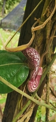 Aristolochia tongbiguanensis