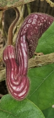 Aristolochia tongbiguanensis