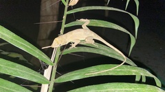 Anolis serranoi
