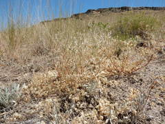 Astragalus lentiginosus salinus