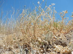 Astragalus lentiginosus salinus
