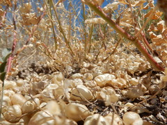 Astragalus lentiginosus salinus