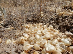 Astragalus lentiginosus salinus