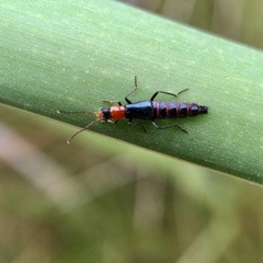 Carphurus angustatus