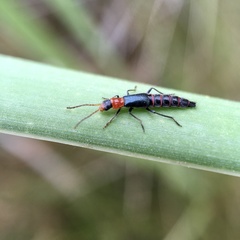 Carphurus angustatus