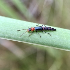 Carphurus angustatus