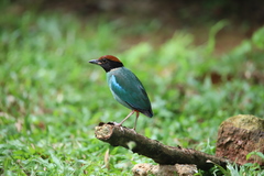 Pitta sordida cucullata